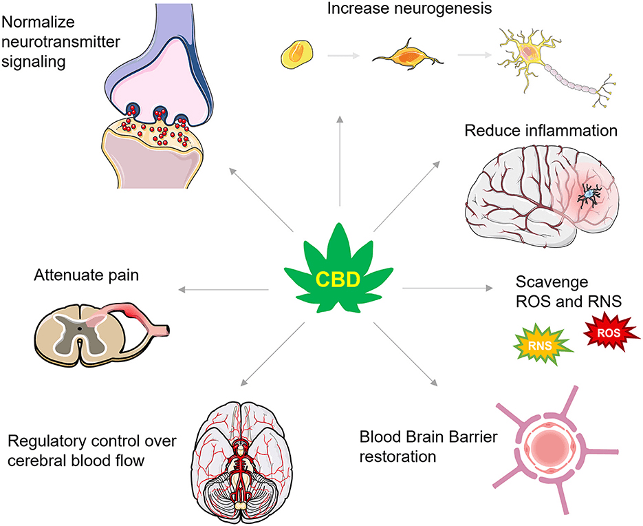 Source: Frontiers in Neurology